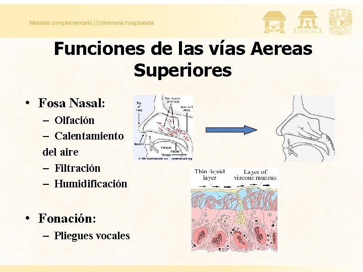 Funciones de las vías Aereas Superiores • Fosa Nasal: – Olfación – Calentamiento del