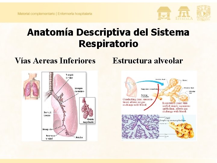 Anatomía Descriptiva del Sistema Respiratorio Vías Aereas Inferiores Estructura alveolar 
