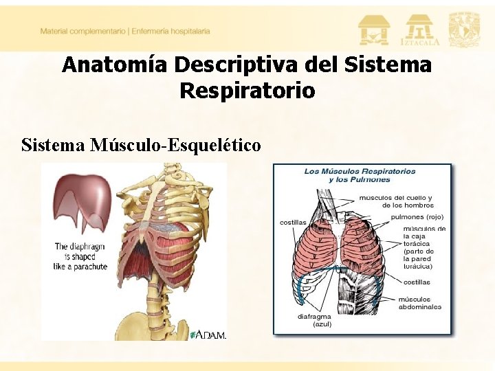 Anatomía Descriptiva del Sistema Respiratorio Sistema Músculo-Esquelético 