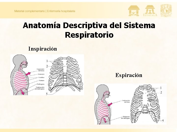 Anatomía Descriptiva del Sistema Respiratorio Inspiración Espiración 