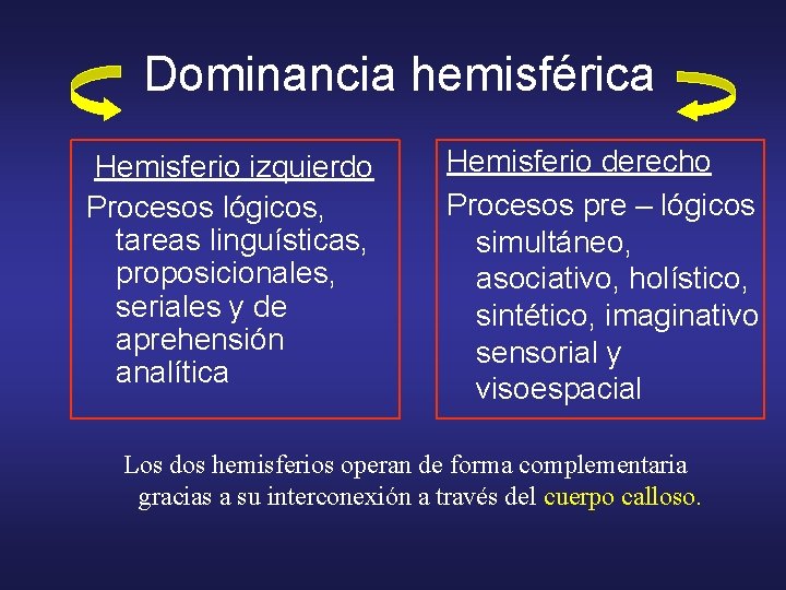  Dominancia hemisférica Hemisferio izquierdo Procesos lógicos, tareas linguísticas, proposicionales, seriales y de aprehensión