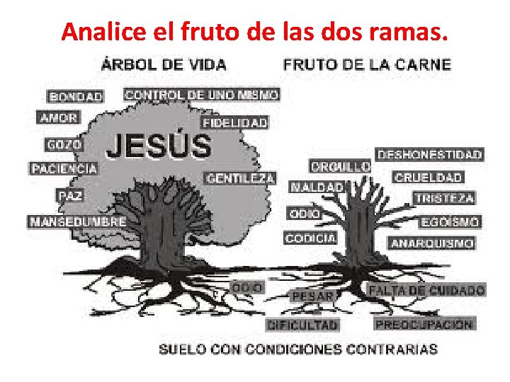 Analice el fruto de las dos ramas. 