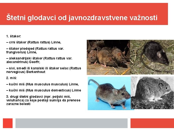 Štetni glodavci od javnozdravstvene važnosti 1. štakor: – crni štakor (Rattus rattus) Linne, –