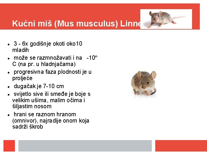 Kućni miš (Mus musculus) Linne 3 - 6 x godišnje okoti oko 10 mladih Kućni miš (Mus musculus) Linne 3 - 6 x godišnje okoti oko 10 mladih