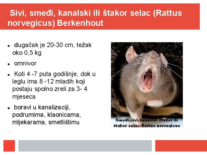 Sivi, smeđi, kanalski ili štakor selac (Rattus norvegicus) Berkenhout dugačak je 20 -30 cm,