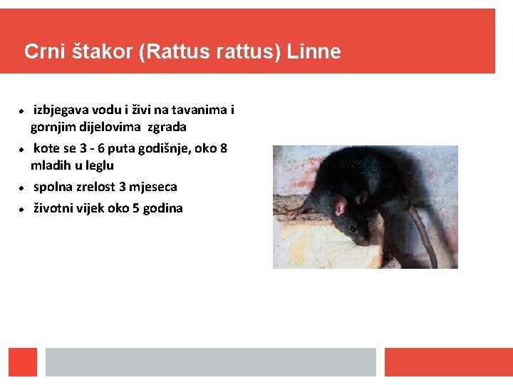Crni štakor (Rattus rattus) Linne izbjegava vodu i živi na tavanima i gornjim dijelovima