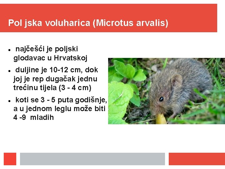 Pol jska voluharica (Microtus arvalis) najčešći je poljski glodavac u Hrvatskoj duljine je 10 Pol jska voluharica (Microtus arvalis) najčešći je poljski glodavac u Hrvatskoj duljine je 10