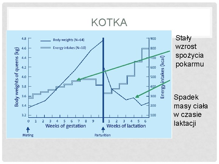 KOTKA Stały wzrost spożycia pokarmu Spadek masy ciała w czasie laktacji 
