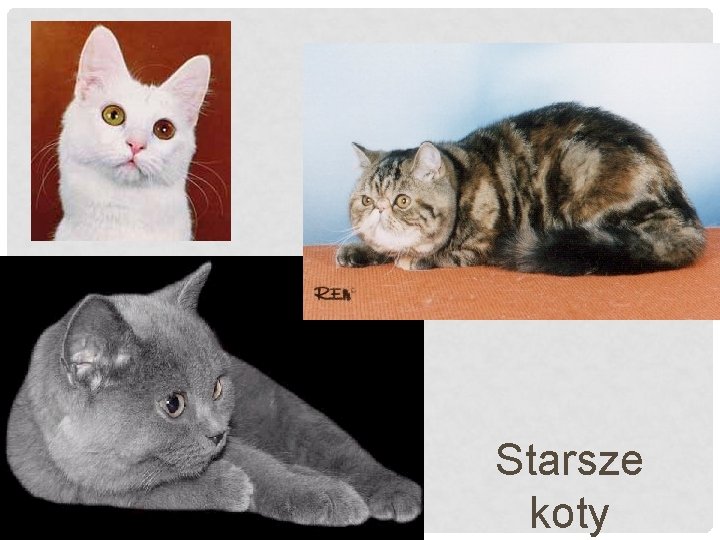 Starsze koty 