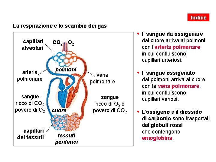 Indice La respirazione e lo scambio dei gas • Il sangue da ossigenare capillari Indice La respirazione e lo scambio dei gas • Il sangue da ossigenare capillari