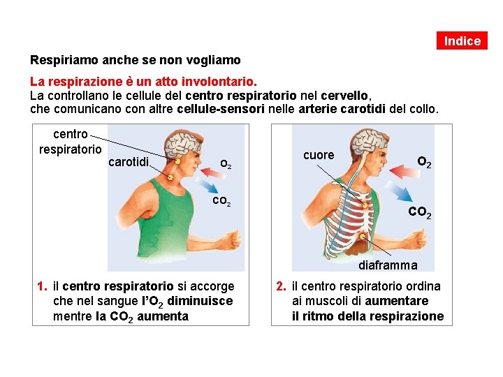 Indice Respiriamo anche se non vogliamo La respirazione è un atto involontario. La controllano Indice Respiriamo anche se non vogliamo La respirazione è un atto involontario. La controllano