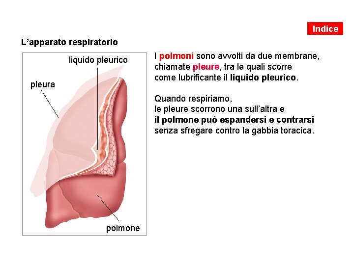 Indice L’apparato respiratorio liquido pleurico pleura I polmoni sono avvolti da due membrane, chiamate