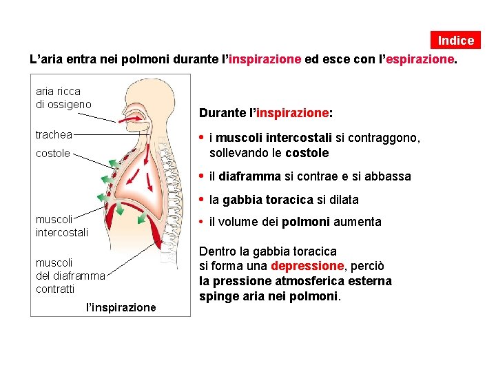 Indice L’aria entra nei polmoni durante l’inspirazione ed esce con l’espirazione. aria ricca di Indice L’aria entra nei polmoni durante l’inspirazione ed esce con l’espirazione. aria ricca di