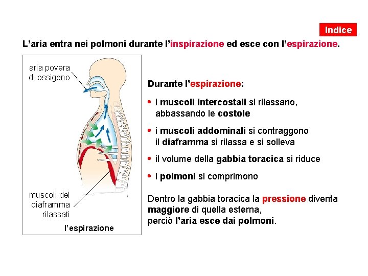 Indice L’aria entra nei polmoni durante l’inspirazione ed esce con l’espirazione. aria povera di