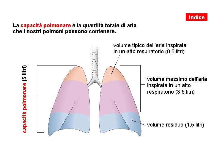 Indice La capacità polmonare è la quantità totale di aria che i nostri polmoni