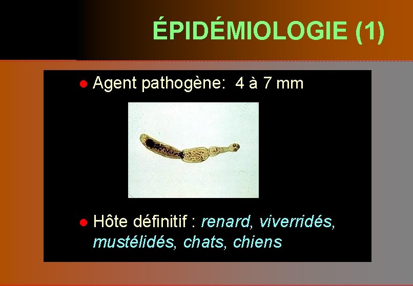 ÉPIDÉMIOLOGIE (1) l Agent pathogène: 4 à 7 mm l Hôte définitif : renard,