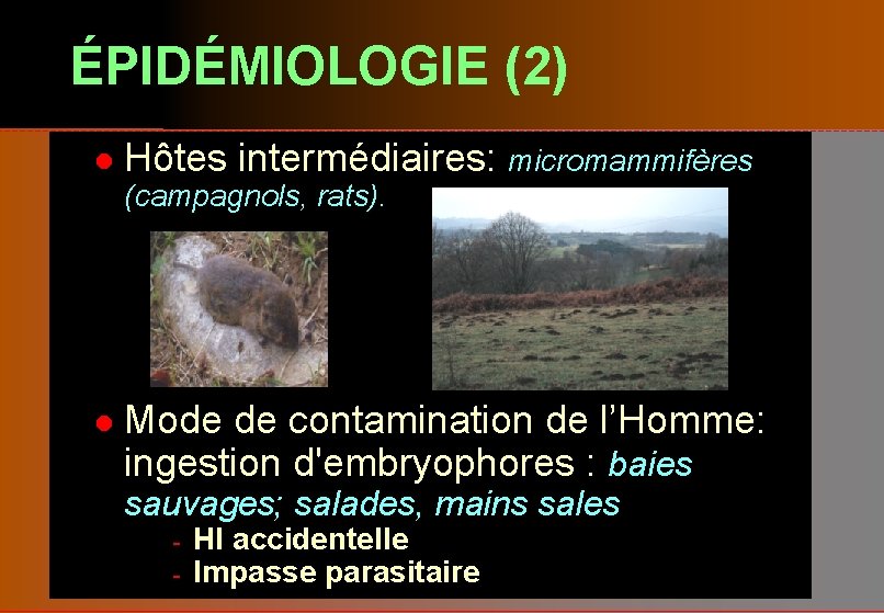 ÉPIDÉMIOLOGIE (2) l Hôtes intermédiaires: micromammifères (campagnols, rats). l Mode de contamination de l’Homme:
