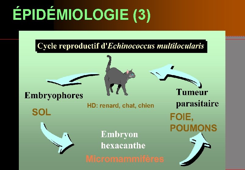 ÉPIDÉMIOLOGIE (3) 