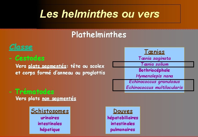 Les helminthes ou vers Plathelminthes Classe - Cestodes Vers plats segmentés: tête et corps