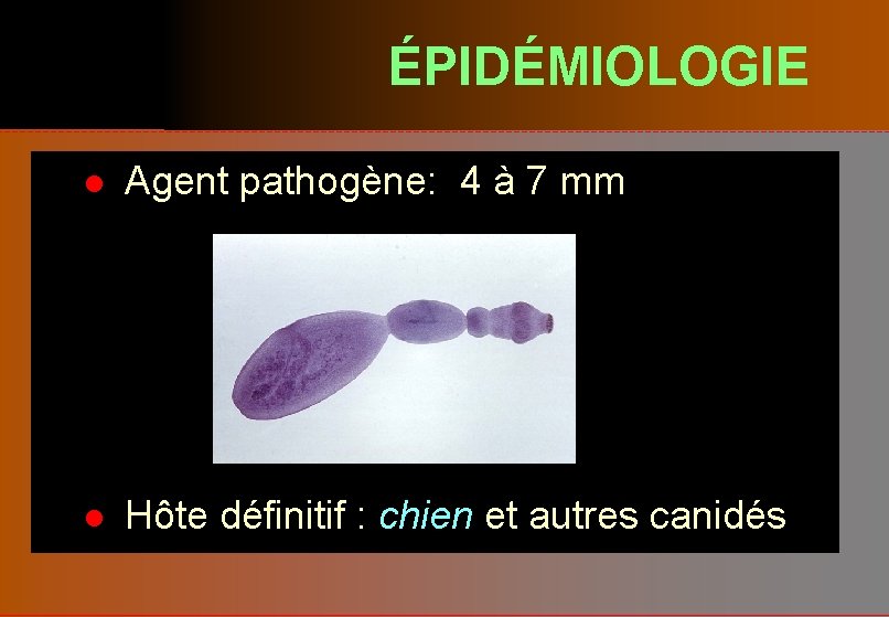 ÉPIDÉMIOLOGIE l Agent pathogène: 4 à 7 mm l Hôte définitif : chien et