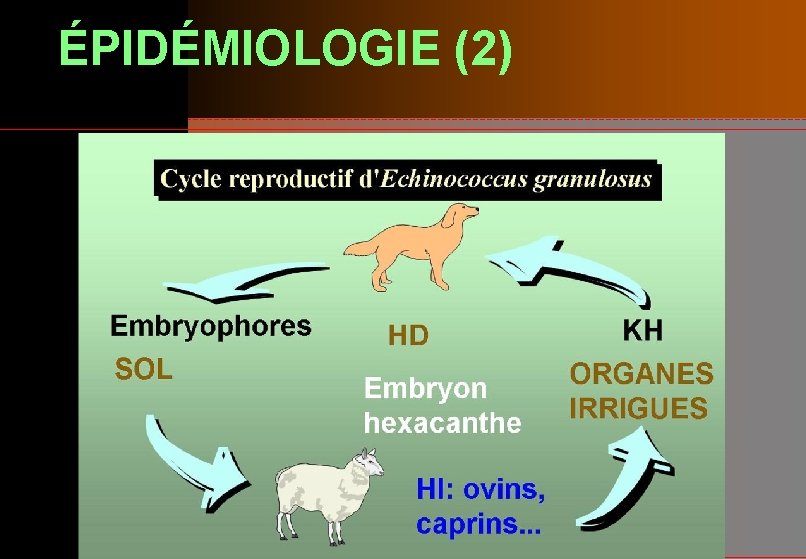 ÉPIDÉMIOLOGIE (2) 