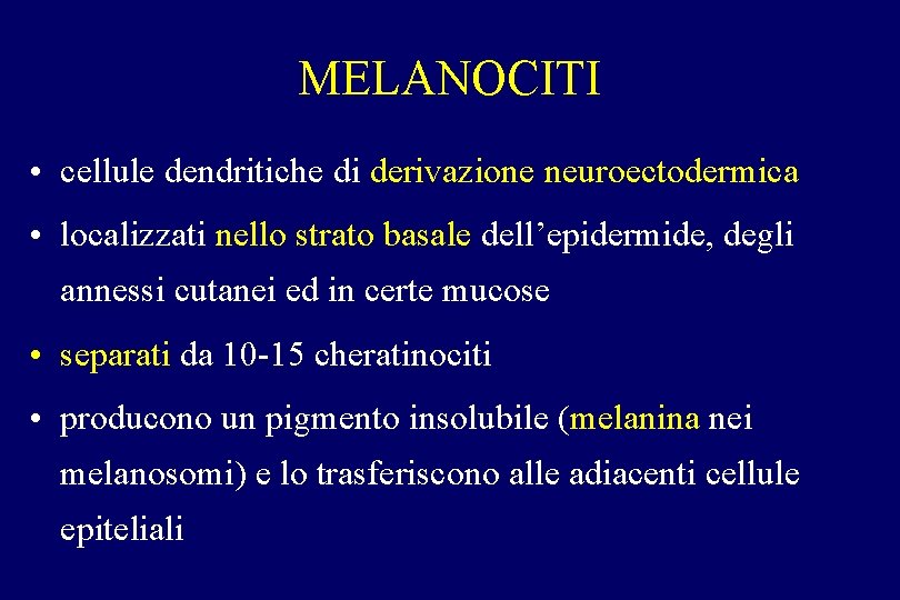 MELANOCITI • cellule dendritiche di derivazione neuroectodermica • localizzati nello strato basale dell’epidermide, degli MELANOCITI • cellule dendritiche di derivazione neuroectodermica • localizzati nello strato basale dell’epidermide, degli