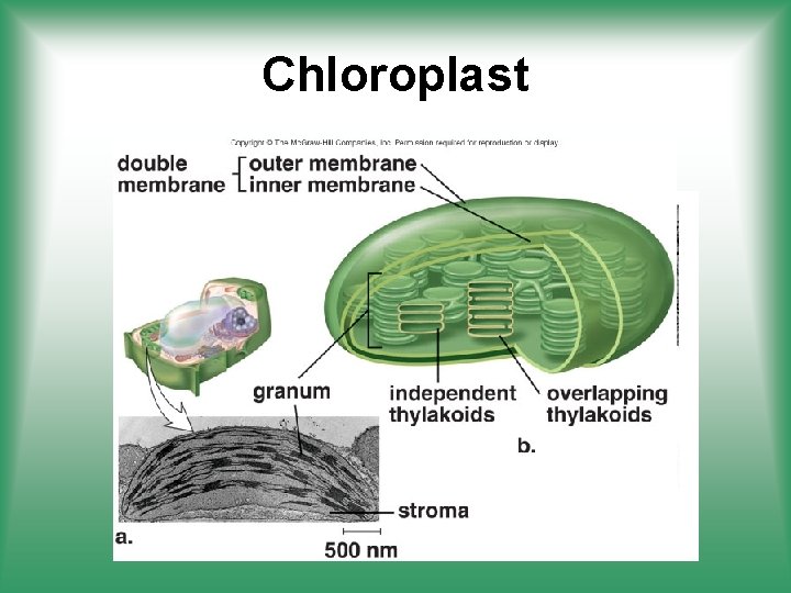 Chloroplast 