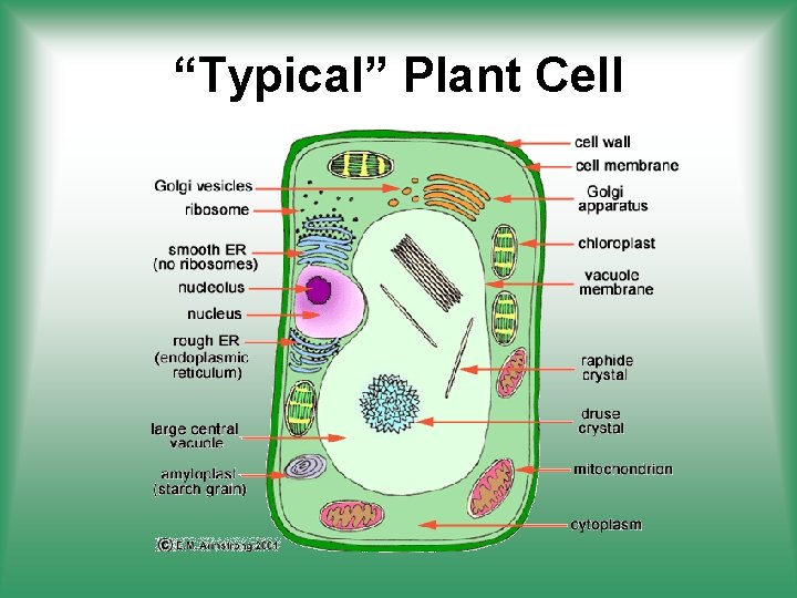 “Typical” Plant Cell 