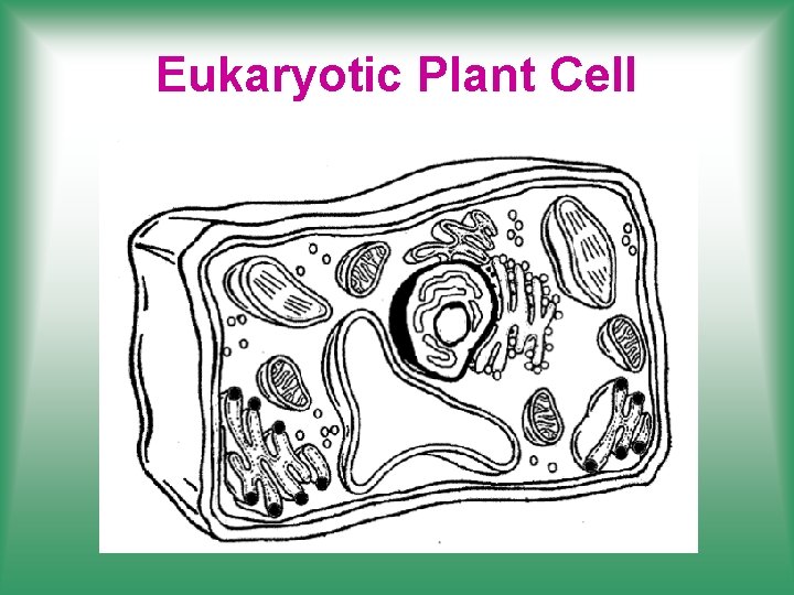 Eukaryotic Plant Cell 