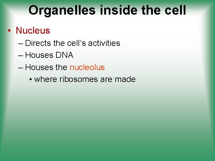 Organelles inside the cell • Nucleus – Directs the cell’s activities – Houses DNA