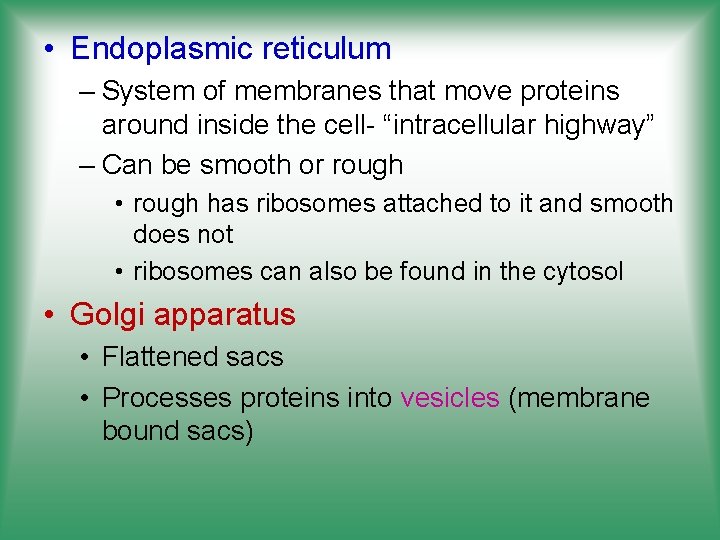  • Endoplasmic reticulum – System of membranes that move proteins around inside the