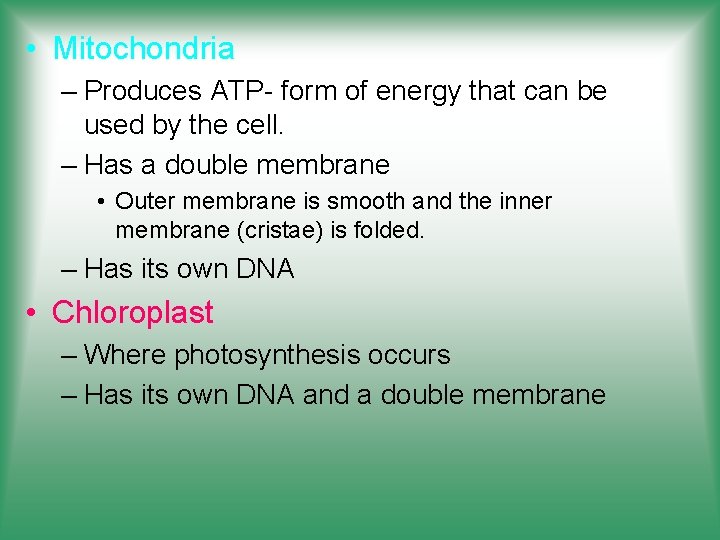  • Mitochondria – Produces ATP- form of energy that can be used by