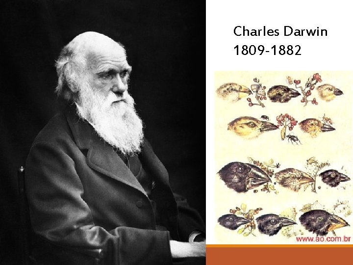 Charles Darwin 1809 -1882 