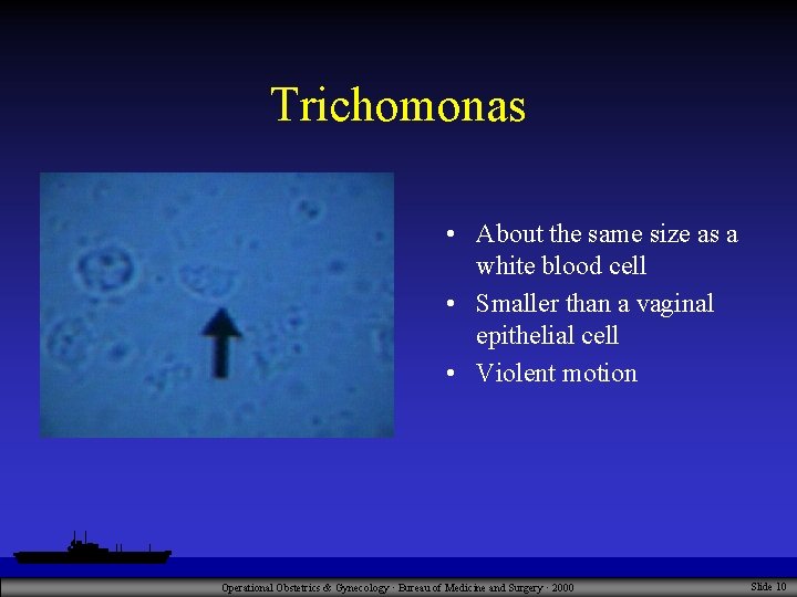 Trichomonas • About the same size as a white blood cell • Smaller than