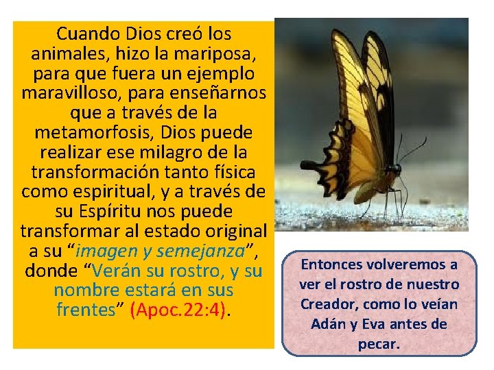 Cuando Dios creó los animales, hizo la mariposa, para que fuera un ejemplo maravilloso,