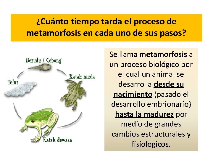 ¿Cuánto tiempo tarda el proceso de metamorfosis en cada uno de sus pasos? Se