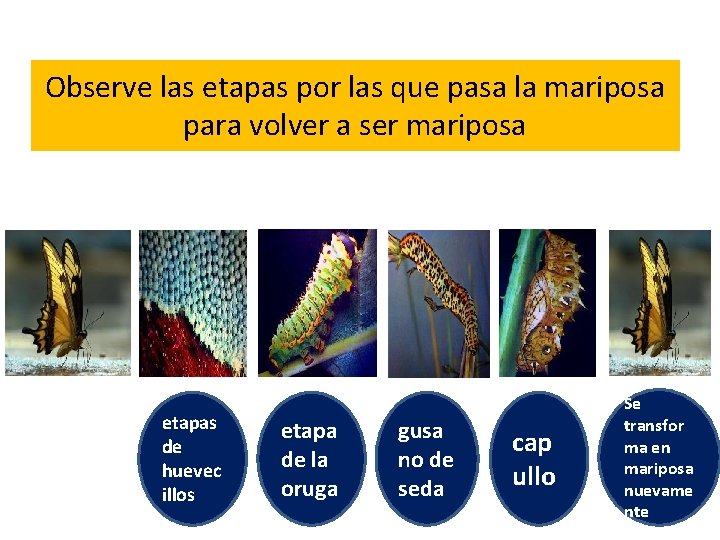 Observe las etapas por las que pasa la mariposa para volver a ser mariposa