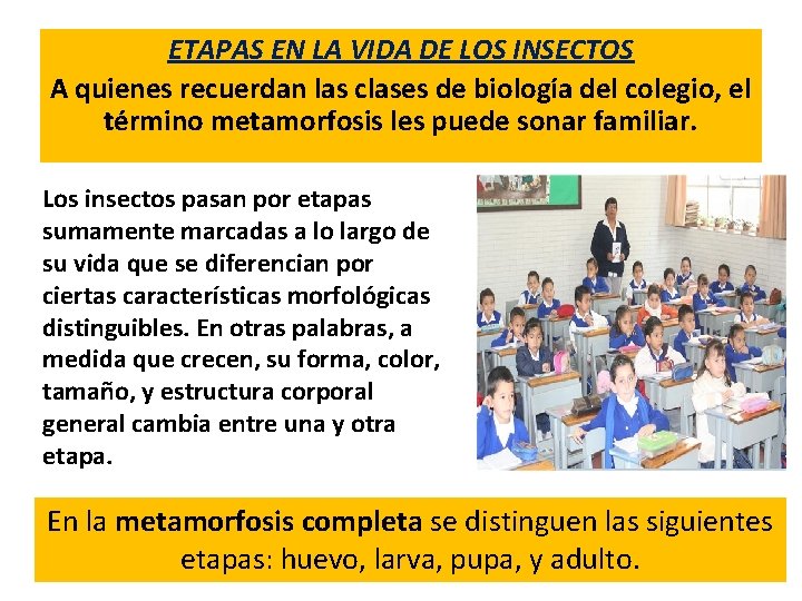 ETAPAS EN LA VIDA DE LOS INSECTOS A quienes recuerdan las clases de biología