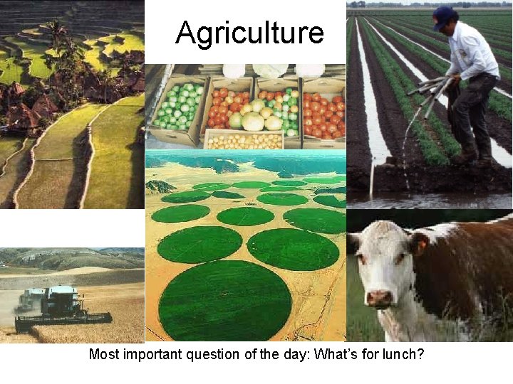 Agriculture Most important question of the day: What’s for lunch? 