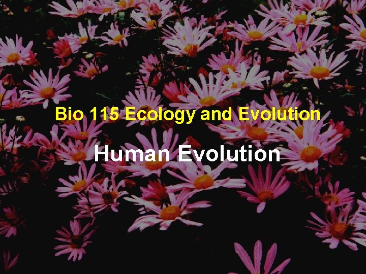 Bio 115 Ecology and Evolution Human Evolution 