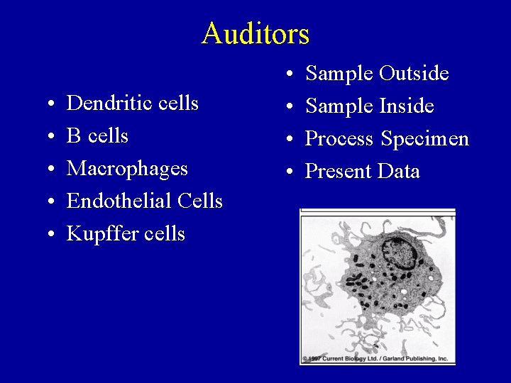 Auditors • • • Dendritic cells B cells Macrophages Endothelial Cells Kupffer cells •