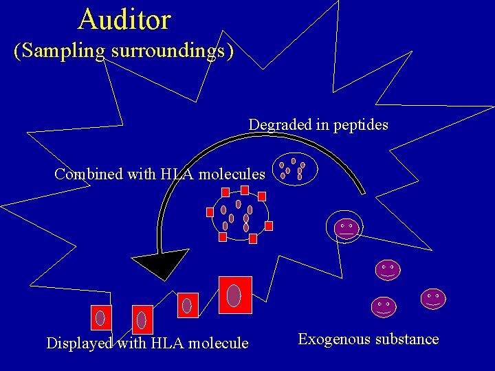 Auditor (Sampling surroundings) Degraded in peptides Combined with HLA molecules Displayed with HLA molecule