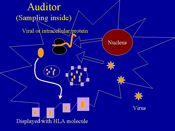 Auditor (Sampling inside) Viral or intracellular protein Nucleus Virus Displayed with HLA molecule 