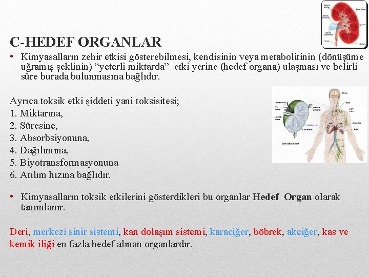 C-HEDEF ORGANLAR • Kimyasalların zehir etkisi gösterebilmesi, kendisinin veya metabolitinin (dönüşüme uğramış şeklinin) “yeterli
