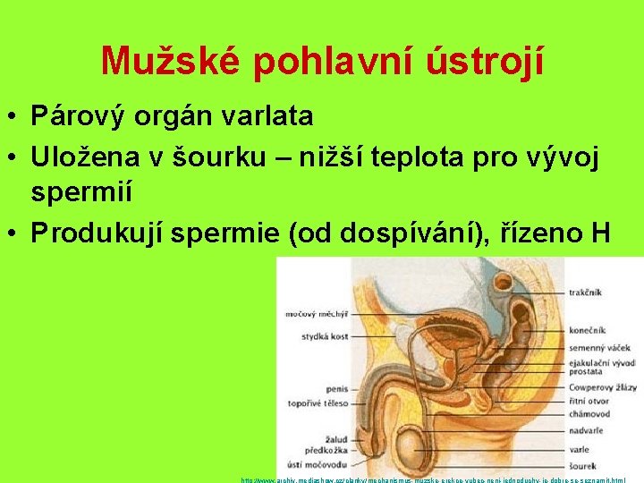 Mužské pohlavní ústrojí • Párový orgán varlata • Uložena v šourku – nižší teplota