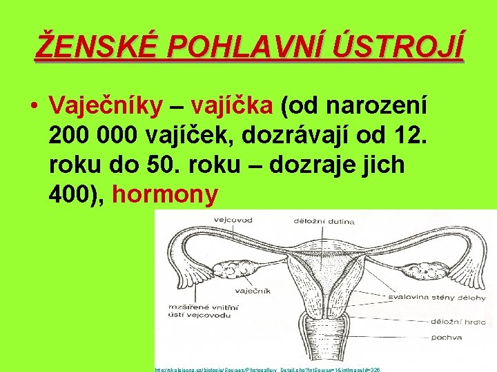 ŽENSKÉ POHLAVNÍ ÚSTROJÍ • Vaječníky – vajíčka (od narození 200 000 vajíček, dozrávají od