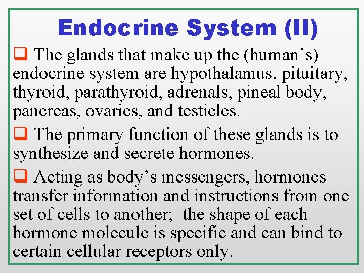 Endocrine System (II) q The glands that make up the (human’s) endocrine system are Endocrine System (II) q The glands that make up the (human’s) endocrine system are
