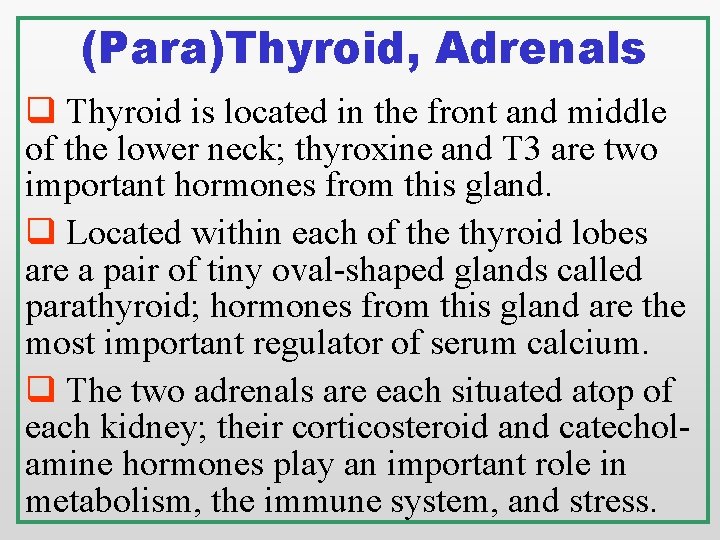 (Para)Thyroid, Adrenals q Thyroid is located in the front and middle of the lower (Para)Thyroid, Adrenals q Thyroid is located in the front and middle of the lower