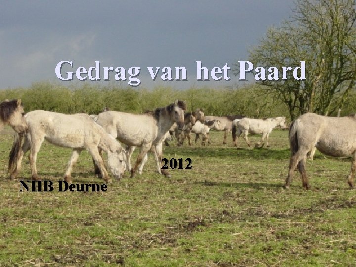 Gedrag van het Paard 2012 NHB Deurne 