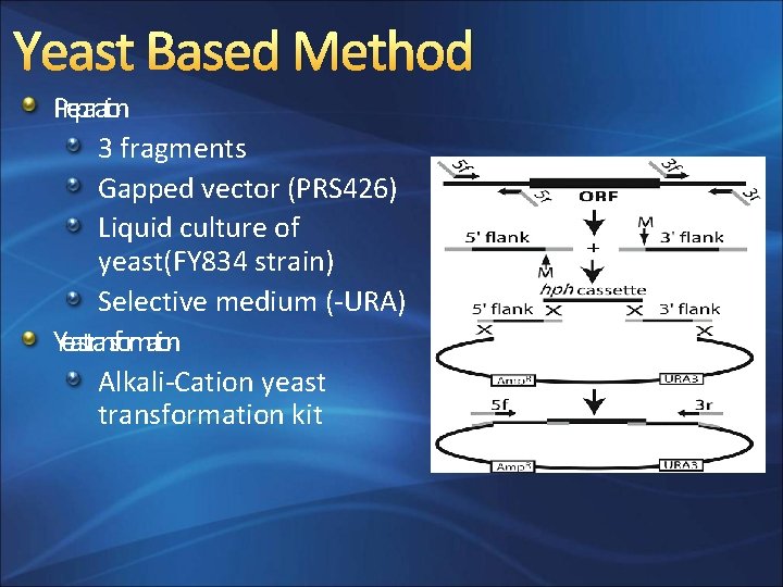 Yeast Based Method Preparato in 3 fragments Gapped vector (PRS 426) Liquid culture of